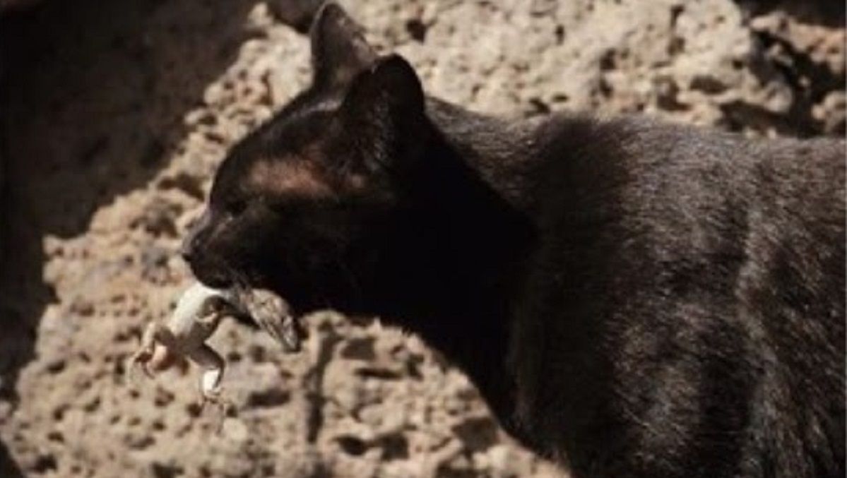 Imagen de un gato capturando un lagasto en Costa Teguise (FOTO. Gustavo Tejera)