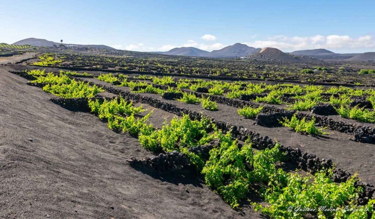 Imagen de viñas en La Geria