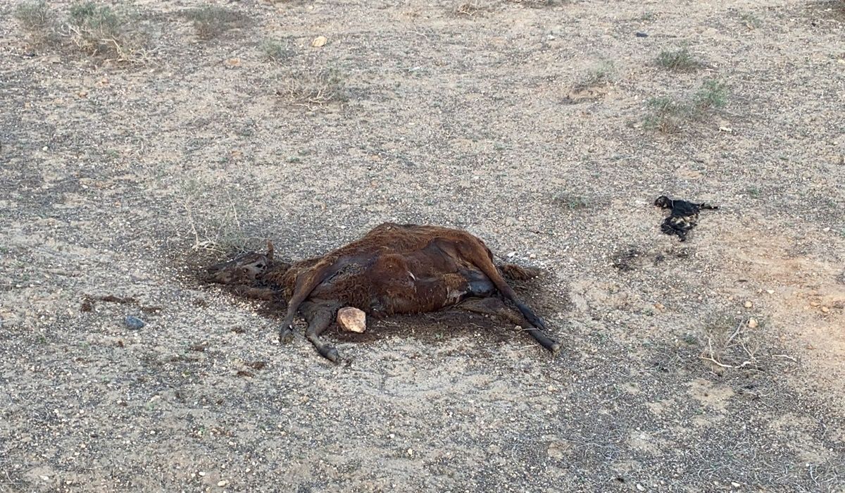 Imagen del cadáver de un caballo en Teguise
