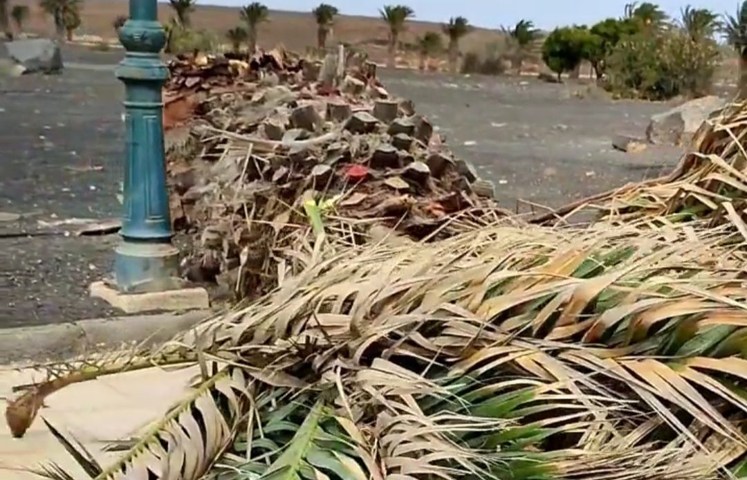 Palmera caída en Costa Teguise