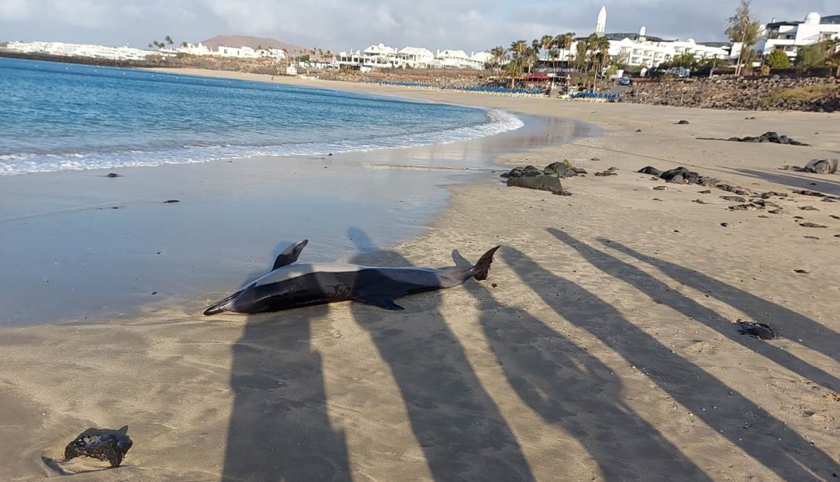 Cetáceo varado en Playa Blanca