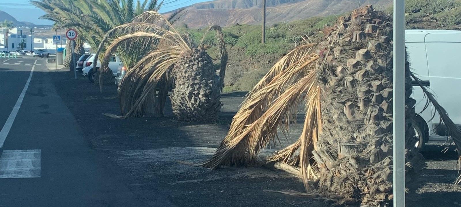 Palmeras en mal estado en Haría