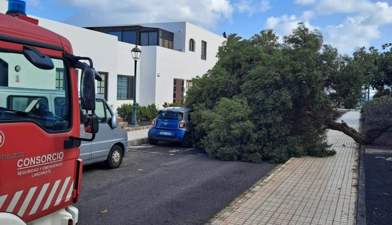 Árbol caído en Costa Teguise