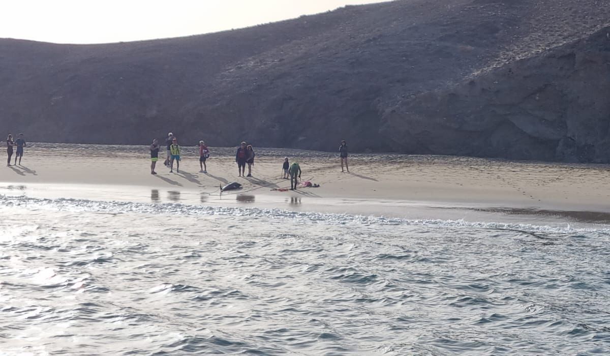 Aparece varado un delfín en Caleta del Congrio en Papagayo