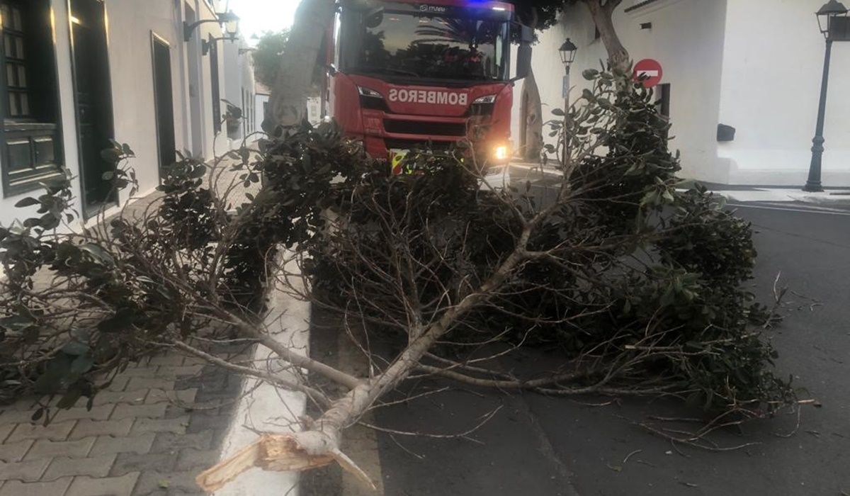 Árbol caído en Yaiza