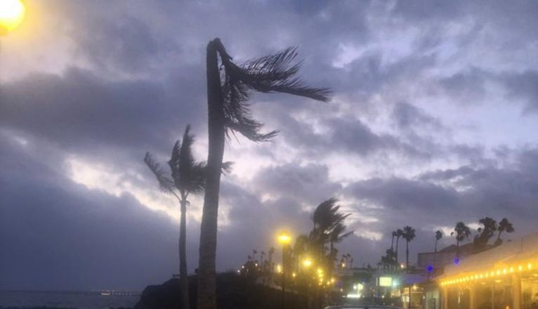 Palmera en riesgo de caída en Playa Blanca