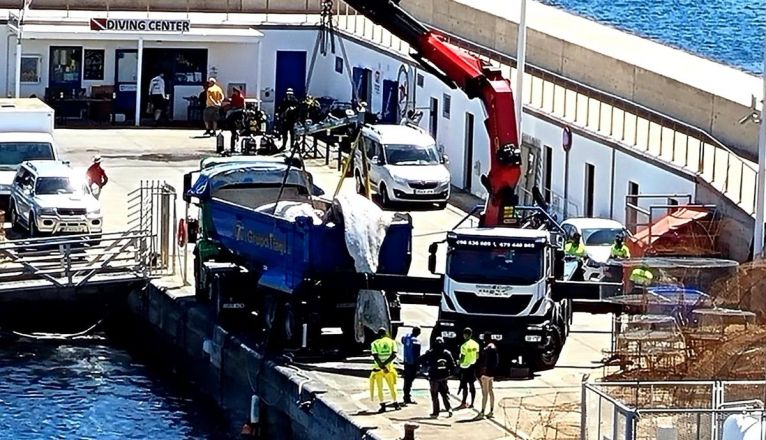 Una grúa sacó el cadáver de la ballena del agua Una grúa sacó el cadáver de la ballena del agua