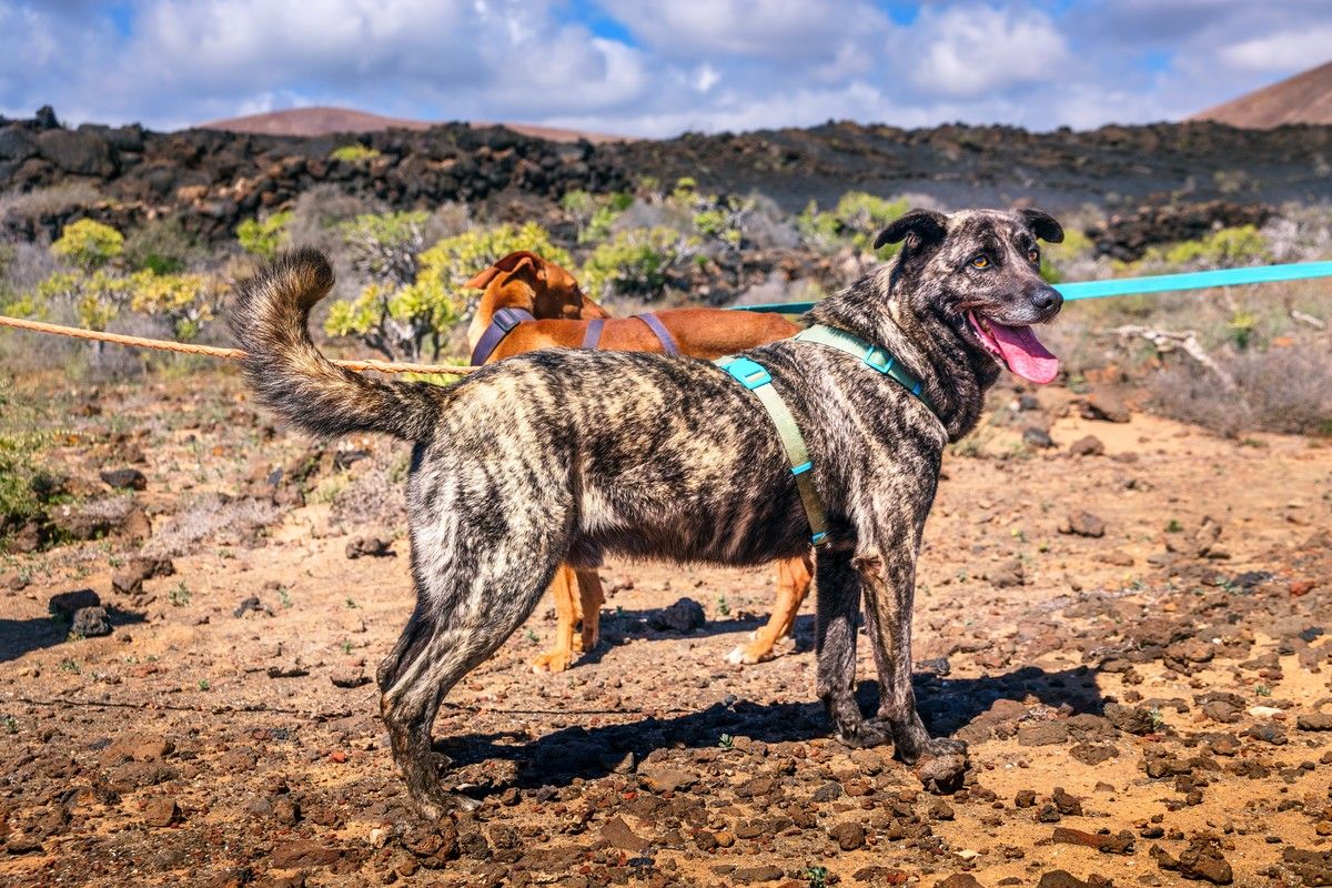 Richard, perro en adopción
