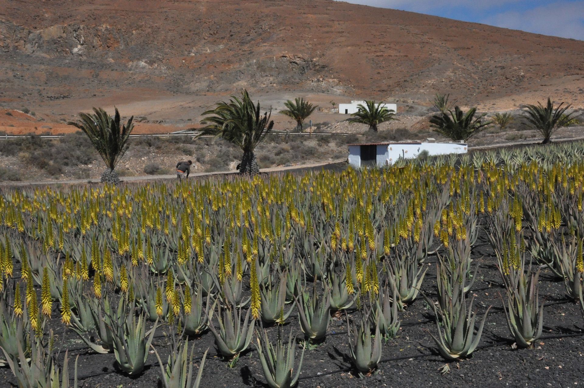 Cultivo de aloe vera en Lanzarote. Las ayudas del POSEI ascienden a 21 millones.