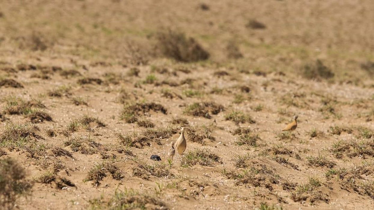 Imagen de aves por El Jable