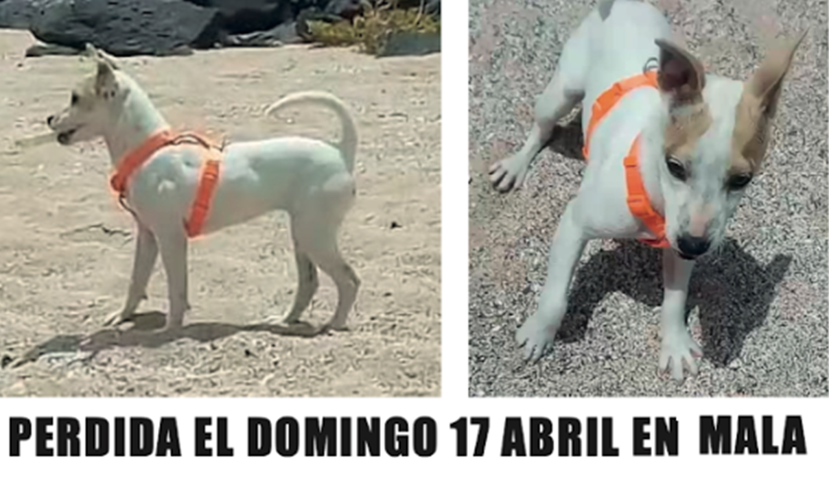 Perra perdida en Mala