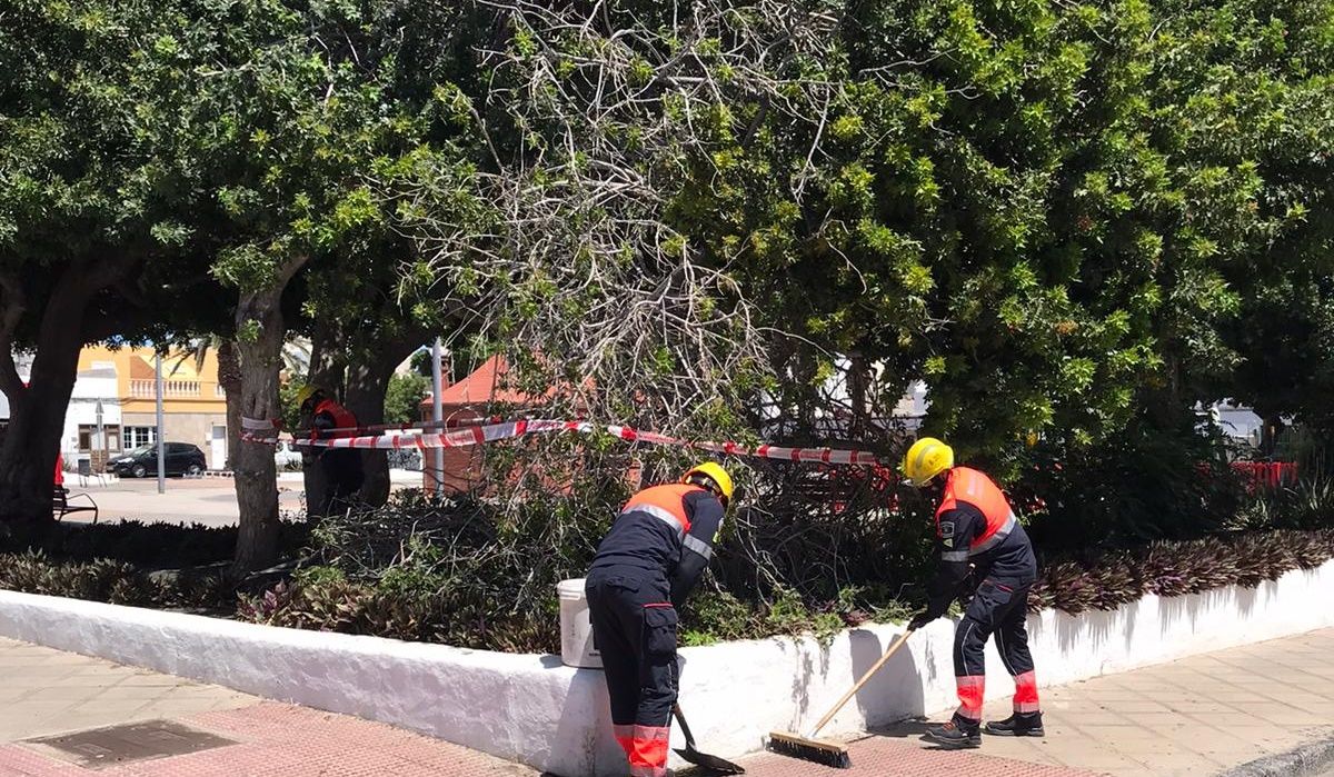 Los bomberos sujetan unas ramas en Arrecife