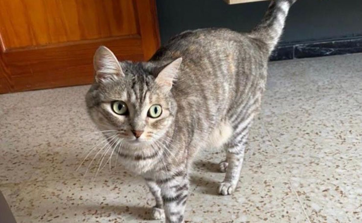 Buscan a Mishi, una gata perdida en Argana Baja