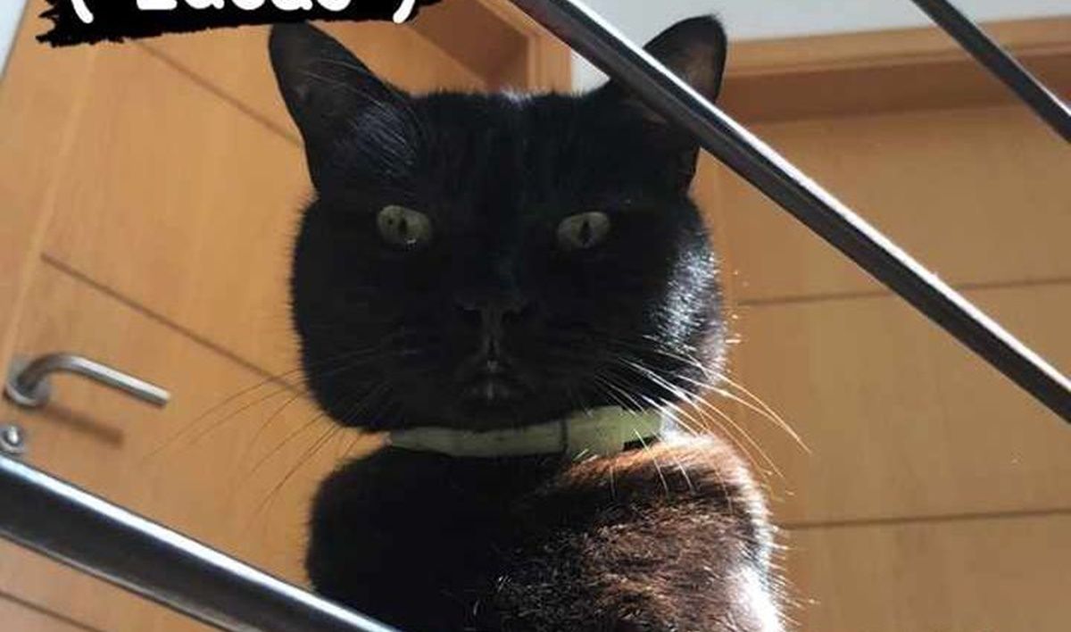 Gato perdido en Tías