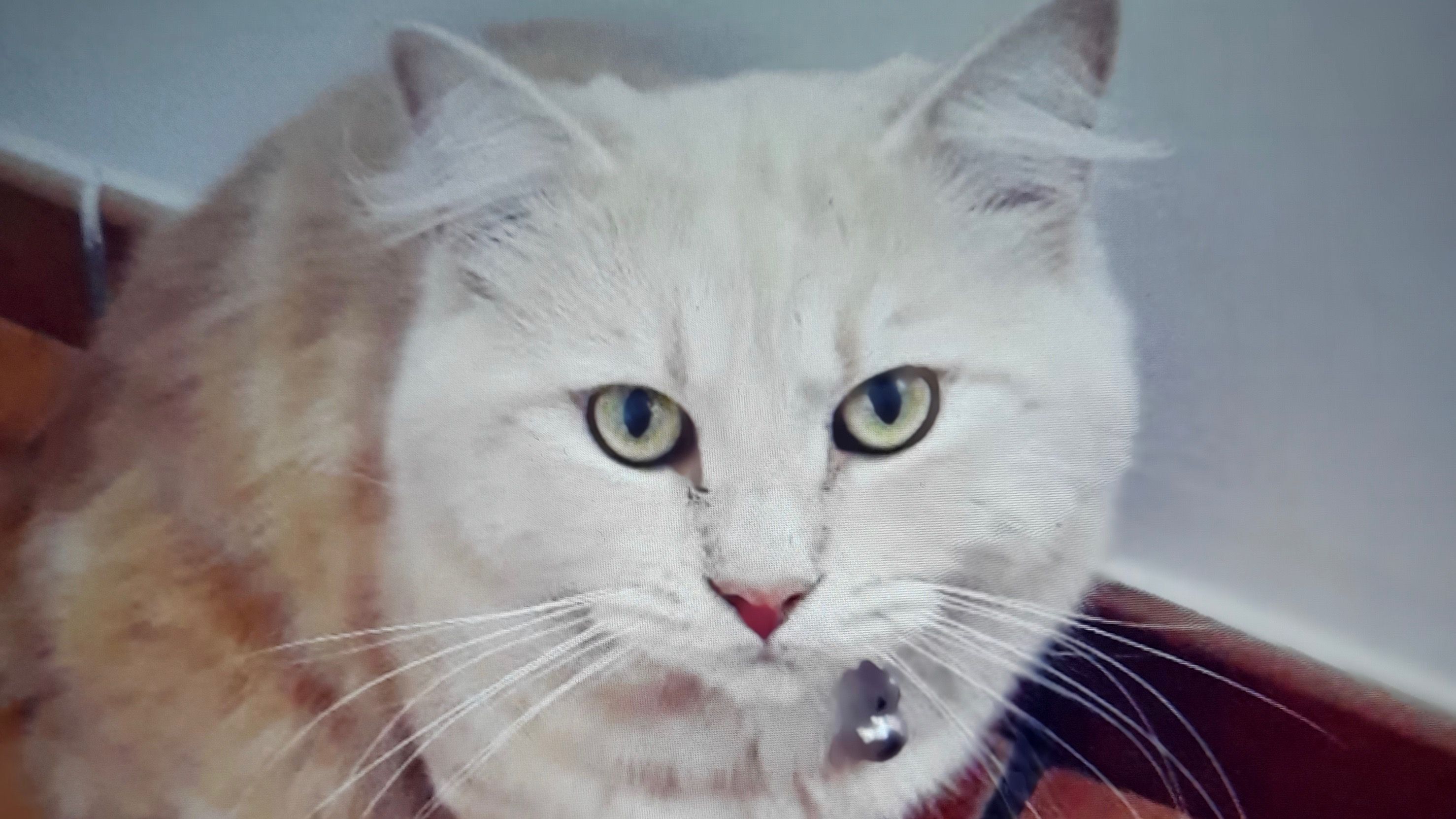 Buscan a Misifu, un gato perdido en Tías desde el pasado 21 de mayo