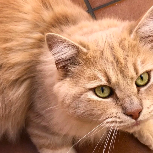 Buscan a Misifu, un gato perdido en Tías desde el pasado 5 de mayo