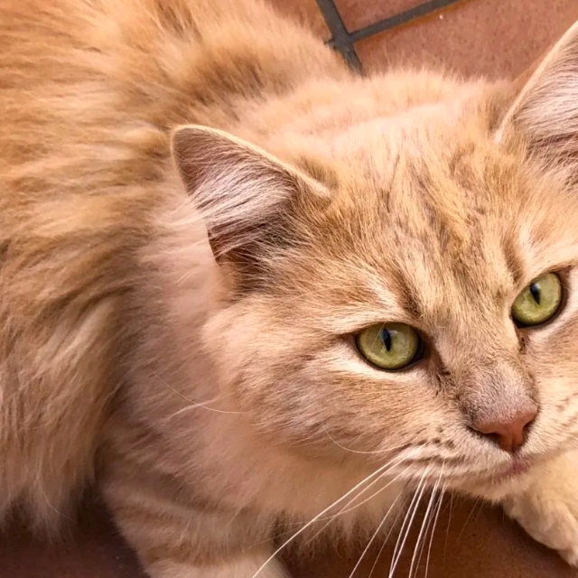 Buscan a Misifu, un gato perdido en Tías desde el pasado 5 de mayo Buscan a Misifu, un gato perdido en Tías desde el pasado 5 de mayo