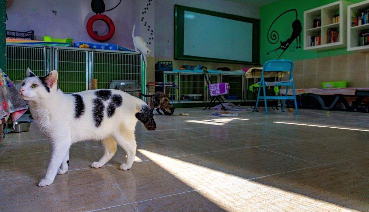 Es Malo Encerrar A Un Gato Por La Noche Sara niega que alimentar a los gatos suponga un peligro para la  biodiversidad: "Es totalmente lo contrario"