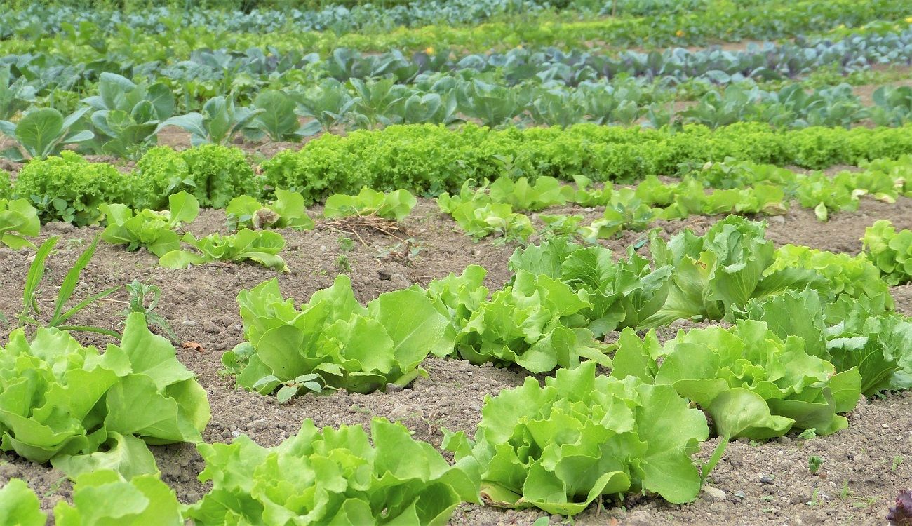 Cultivo de lechugas ecológicas en Lanzarote