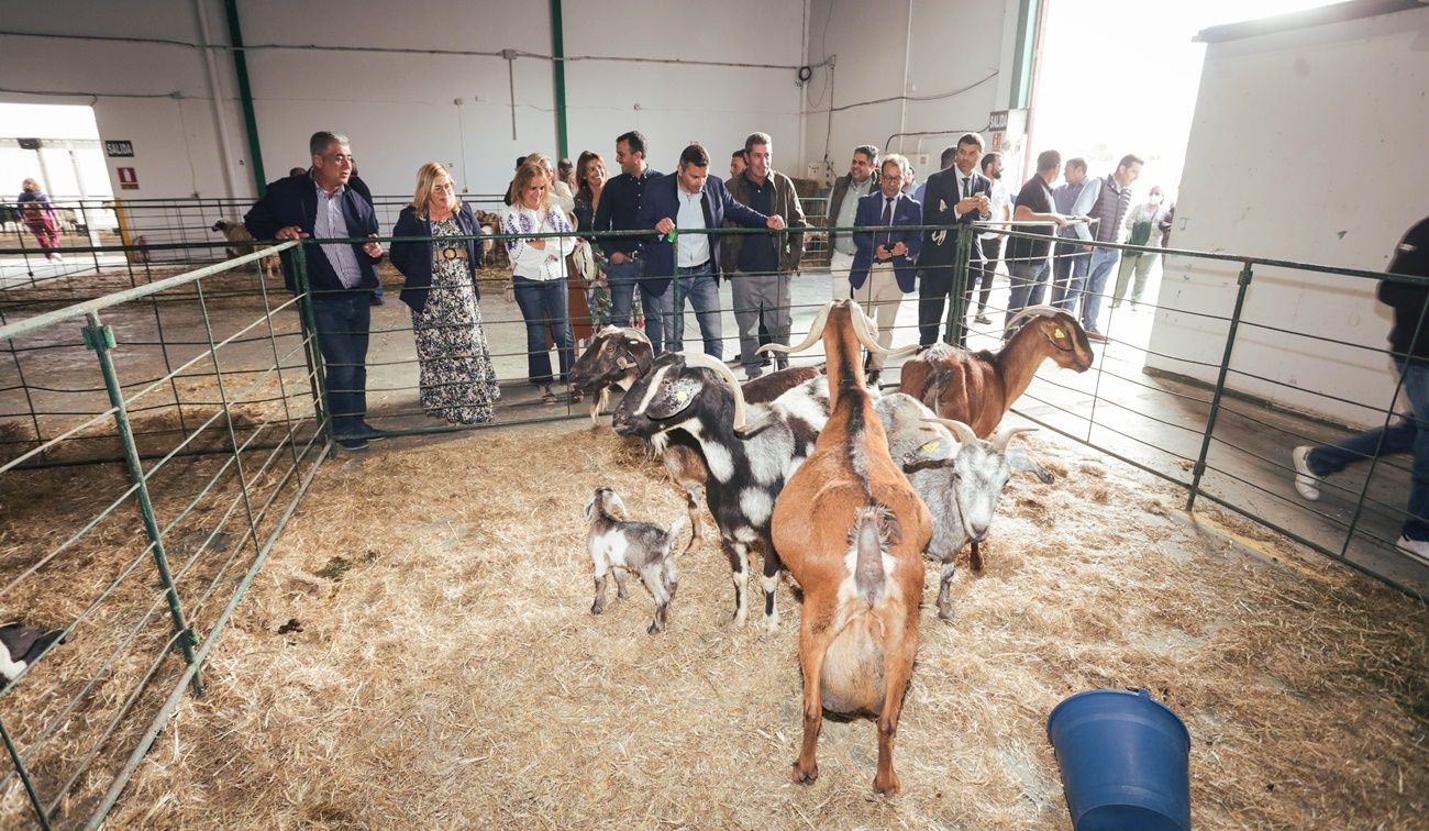 Feria de Ganadería de Teguise, Lanzarote