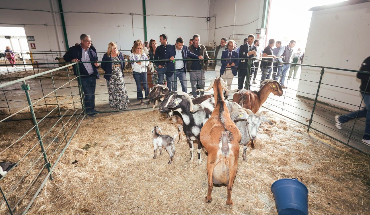 Feria de Ganadería de Teguise