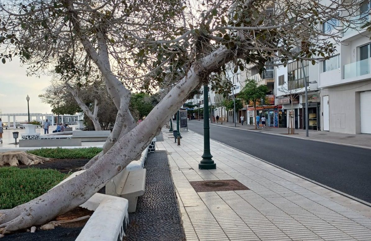 Árbol del parque Ramírez Cerdá de Arrecife