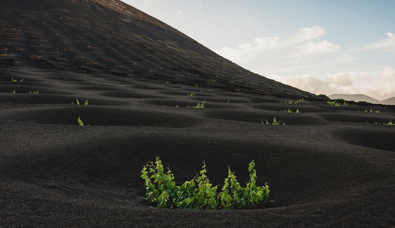 La Geria en Lanzarote