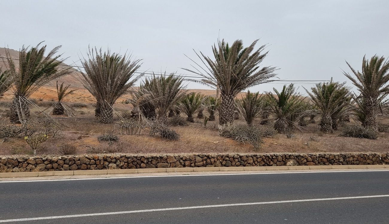 Palmeras en Teguise