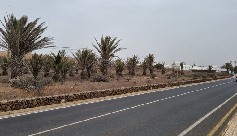 Palmeras en la carretera de Teguise