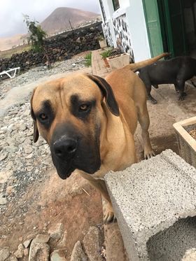 Capitán, el presa canario perdido en Tahíche Bajo