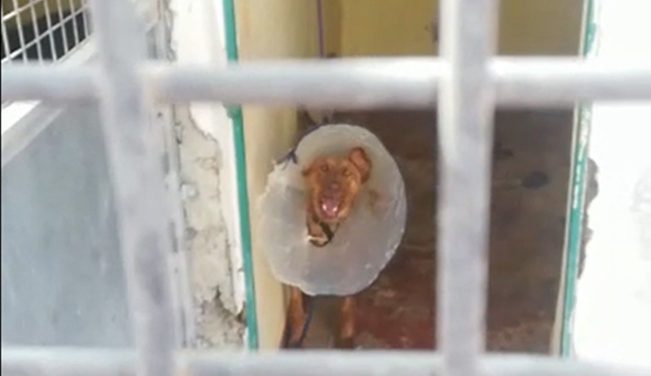 Uno de los perros con problemas de salud de la perrera de Teguise
