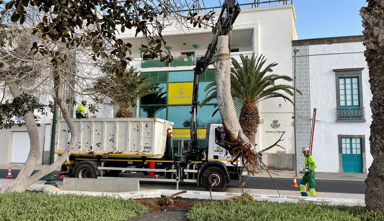 Operarios talando el árbol en mal estado