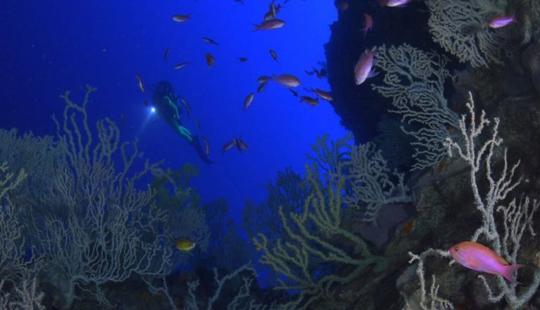 Buceo en Lanzarote. Foto Eladio Frias y Joana Pereira