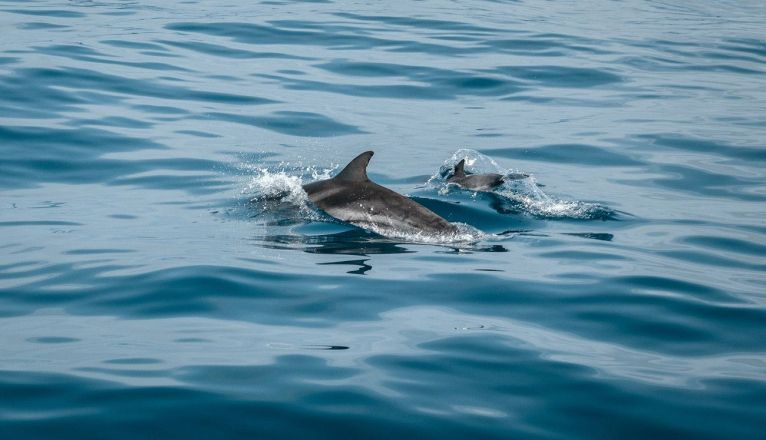 Delfines nadando