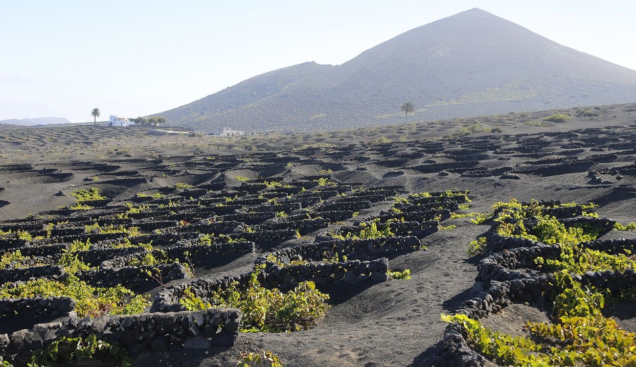 Plantaciones de viña en La Geria. Vino de Lanzarote.