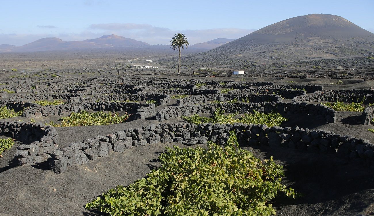 La Geria. Vino de Lanzarote. Foto: José Luis Carrasco