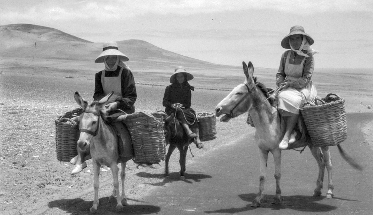 Grupo de tres campesinas montadas en burros cargados  (1953). | Autor Luis D. Cuscoy. Cedida a Memoria de Lanzarote por el Museo Arqueológico de Puerto de La Cruz