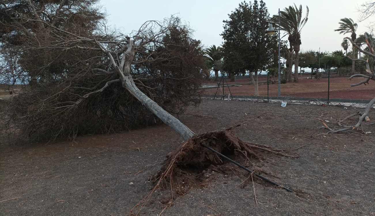 Árbol caído en el parque de perros de Arrecife