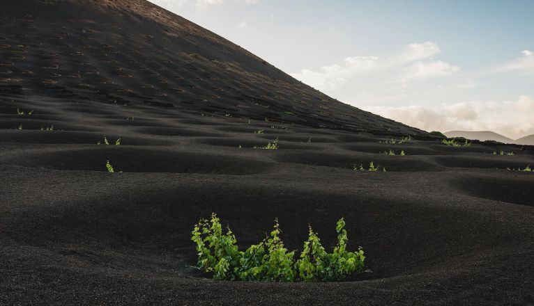 La vendimia más temprana desde que se tienen registros alcanzará los 1.900.000 kilos