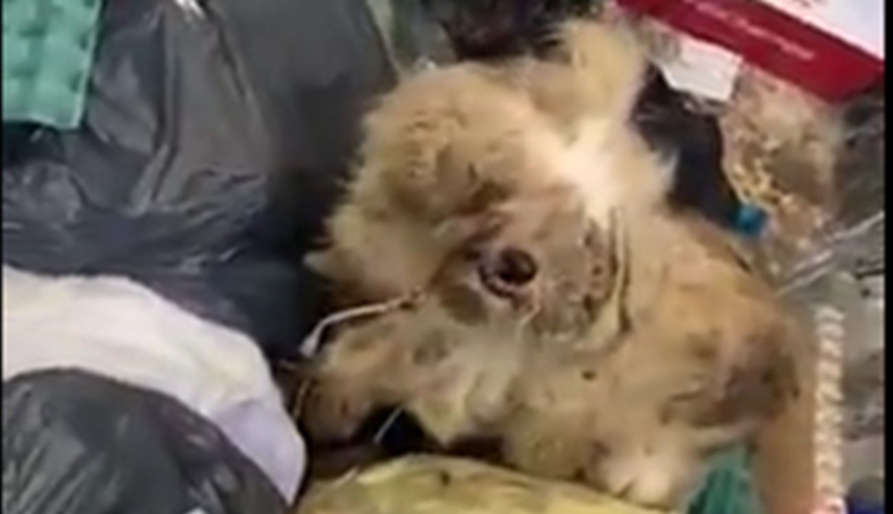 El perro en el interior del contenedor