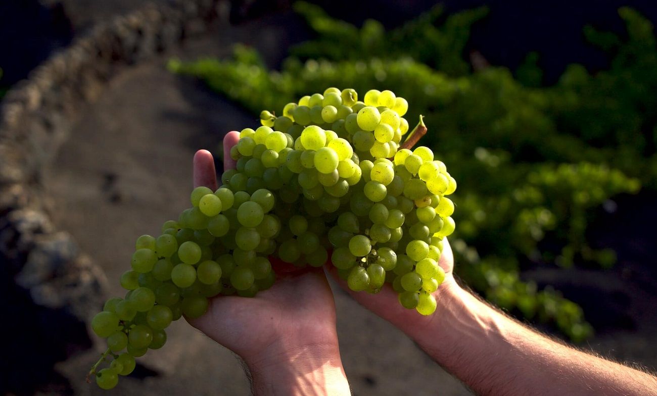 Vendimia 2022 en Lanzarote. Foto: Consejo Regulador.