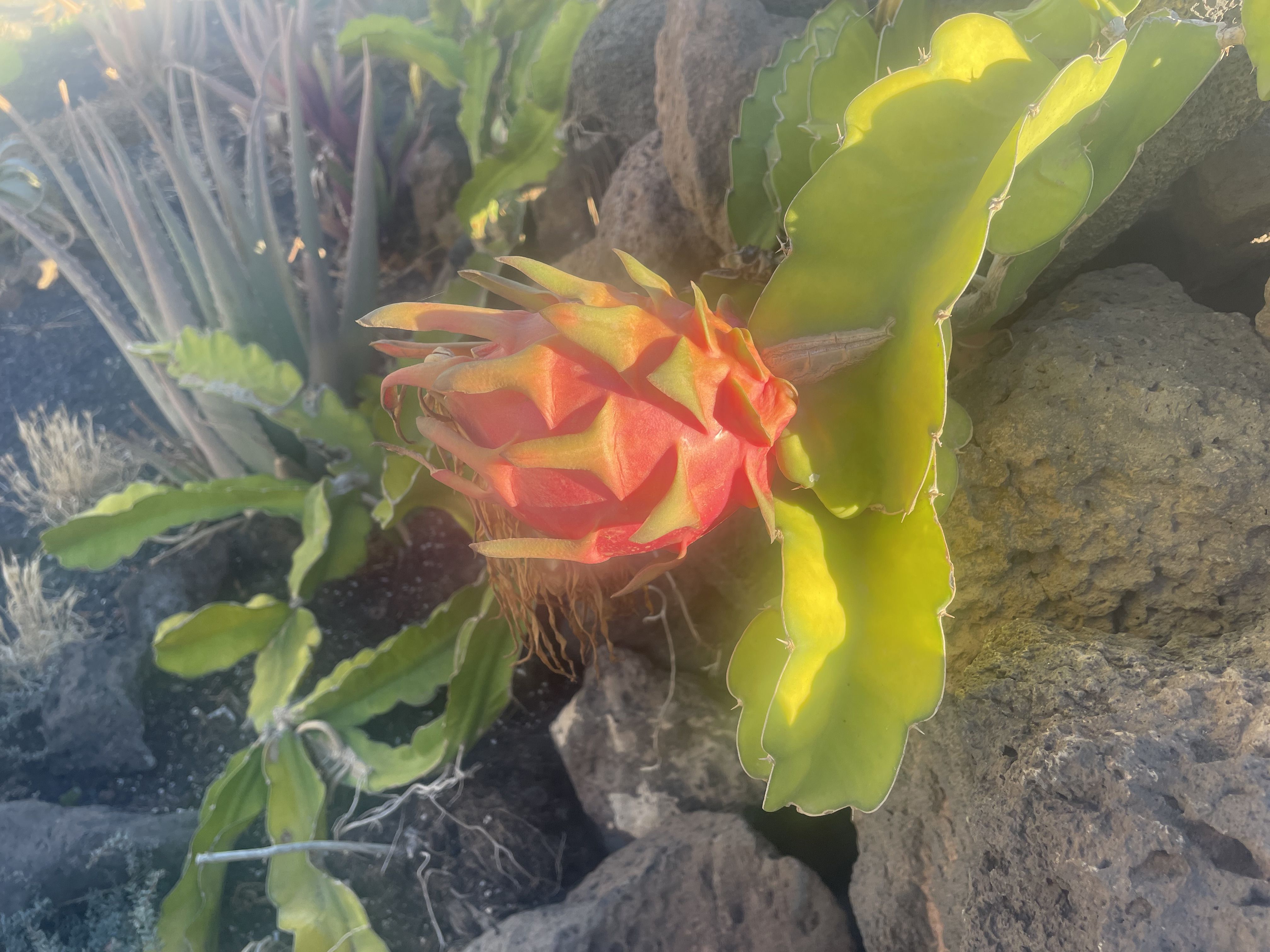 El fruto de una pitaya en Lanzarote