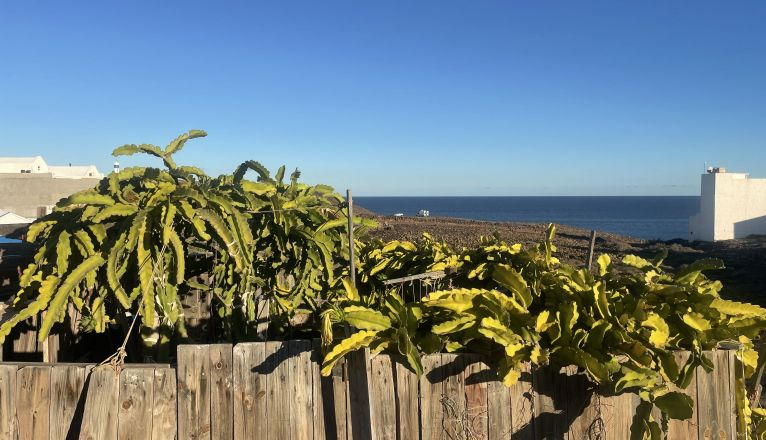 Una plantación de pitaya para autoconsumo en Lanzarote