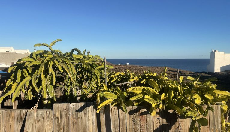 Una plantación de pitaya para autoconsumo en Lanzarote Una plantación de pitaya para autoconsumo en Lanzarote