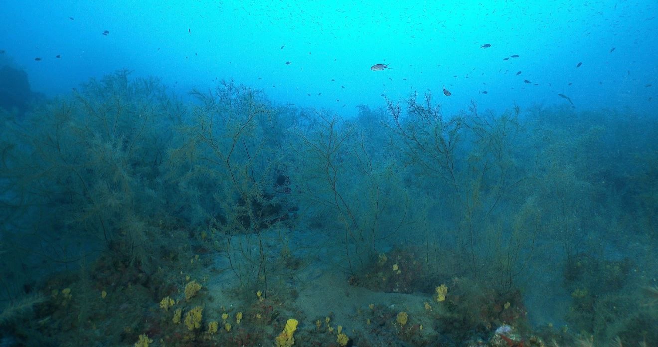 Coral negro de Playa Chica