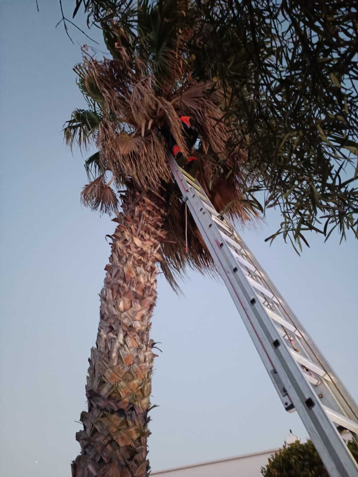 Efectivo de emergencias rescatando a un gato atrapado en una palmera