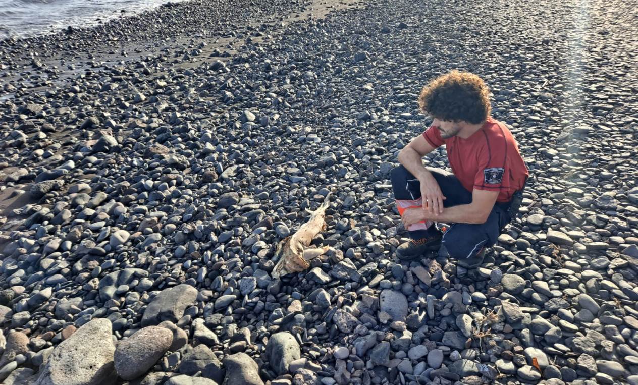 Aparece varado un pez martillo en Playa Quemada