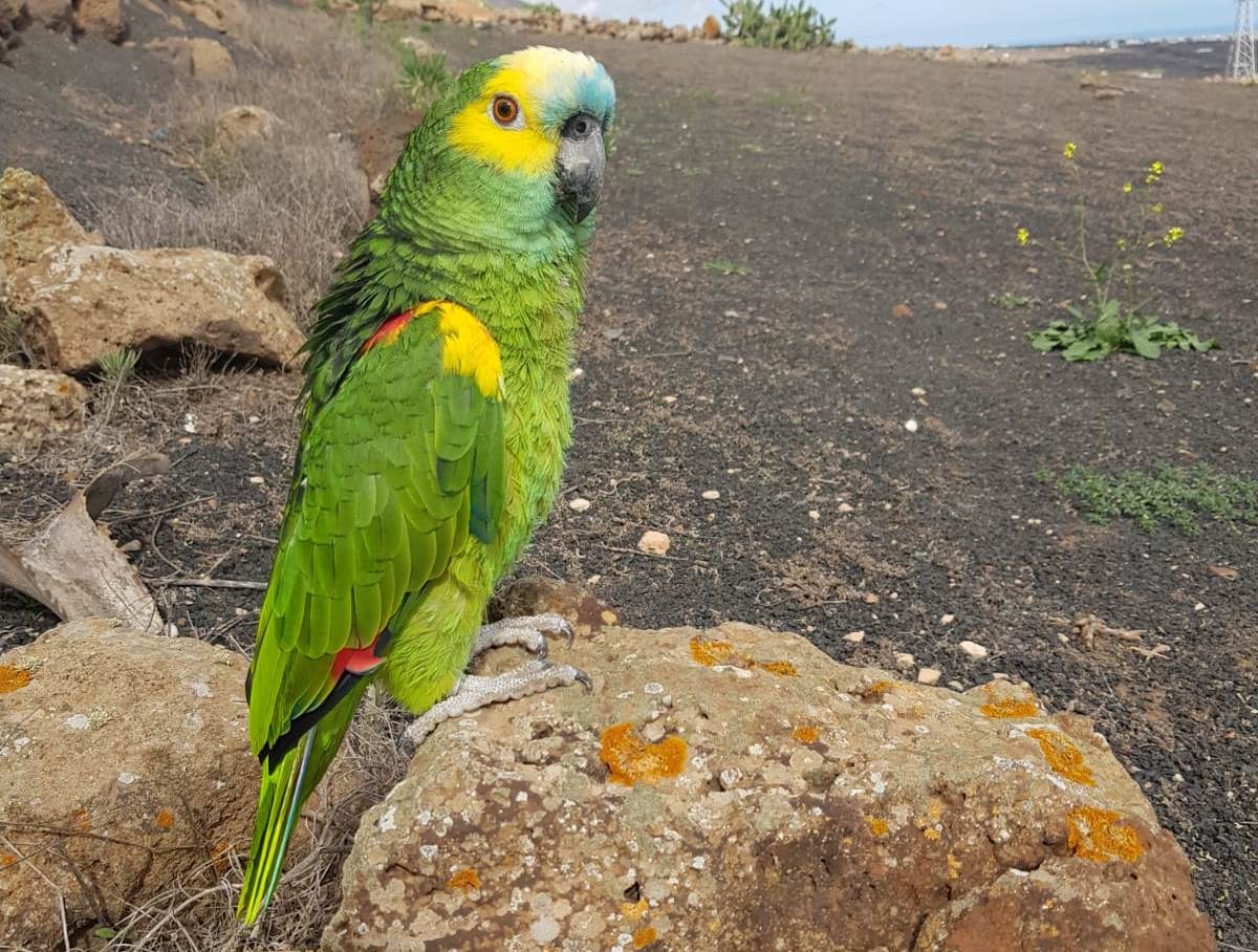 Loro perdido por la zona de Mácher