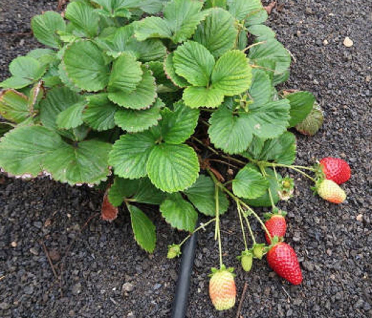 Fresas de Lanzarote