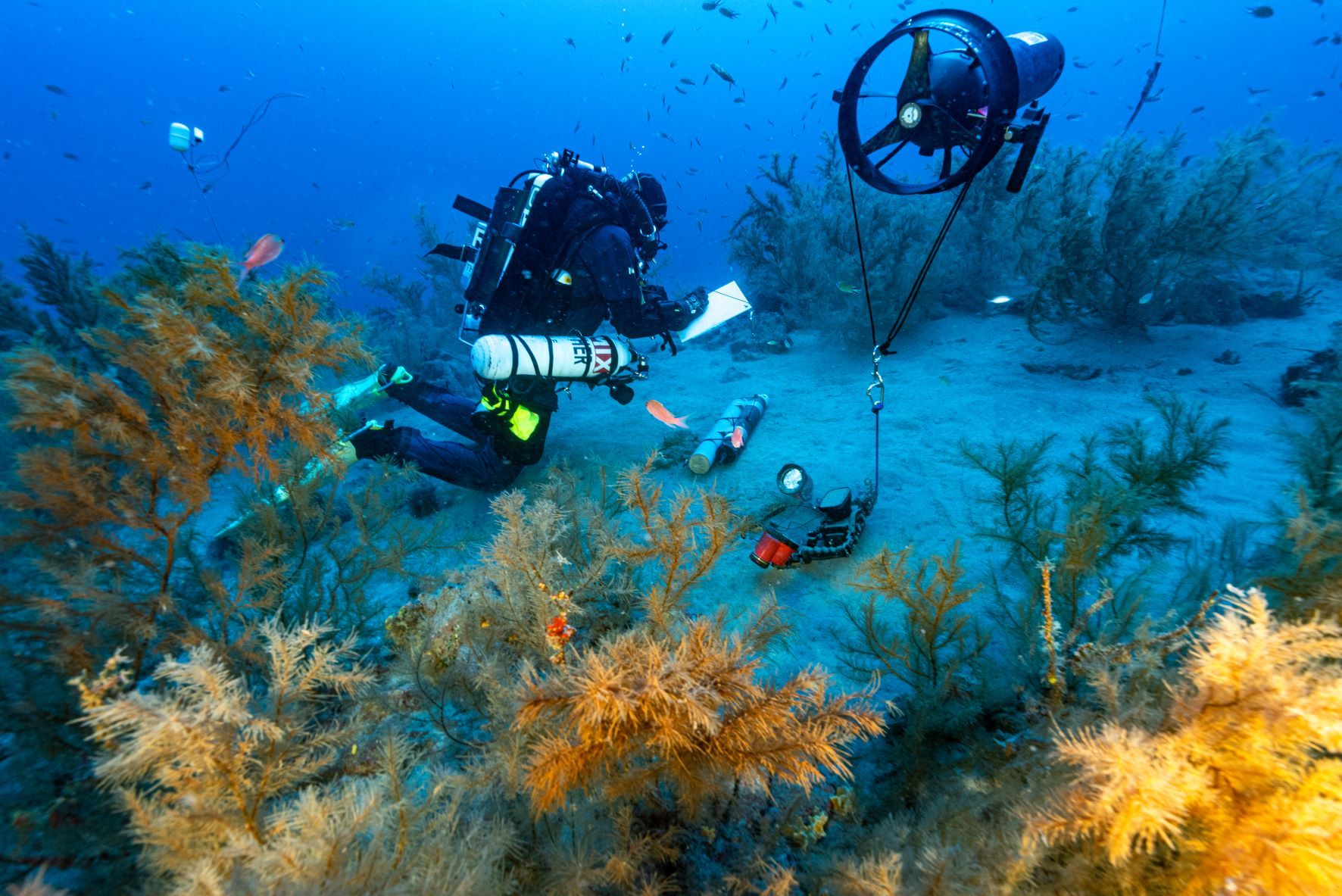 Seguimiento de la investigación DEEP LIFE, sobre el coral negro de Playa Chica